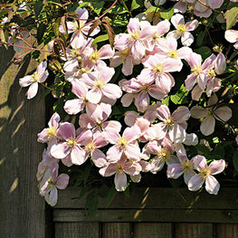 fleurs grimpantes sur une barrière en bois