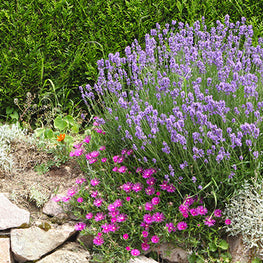 Achat Nouvelles plantes d'extérieur en ligne