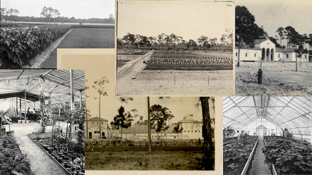 Antique Photos of Vizcaya Museum 