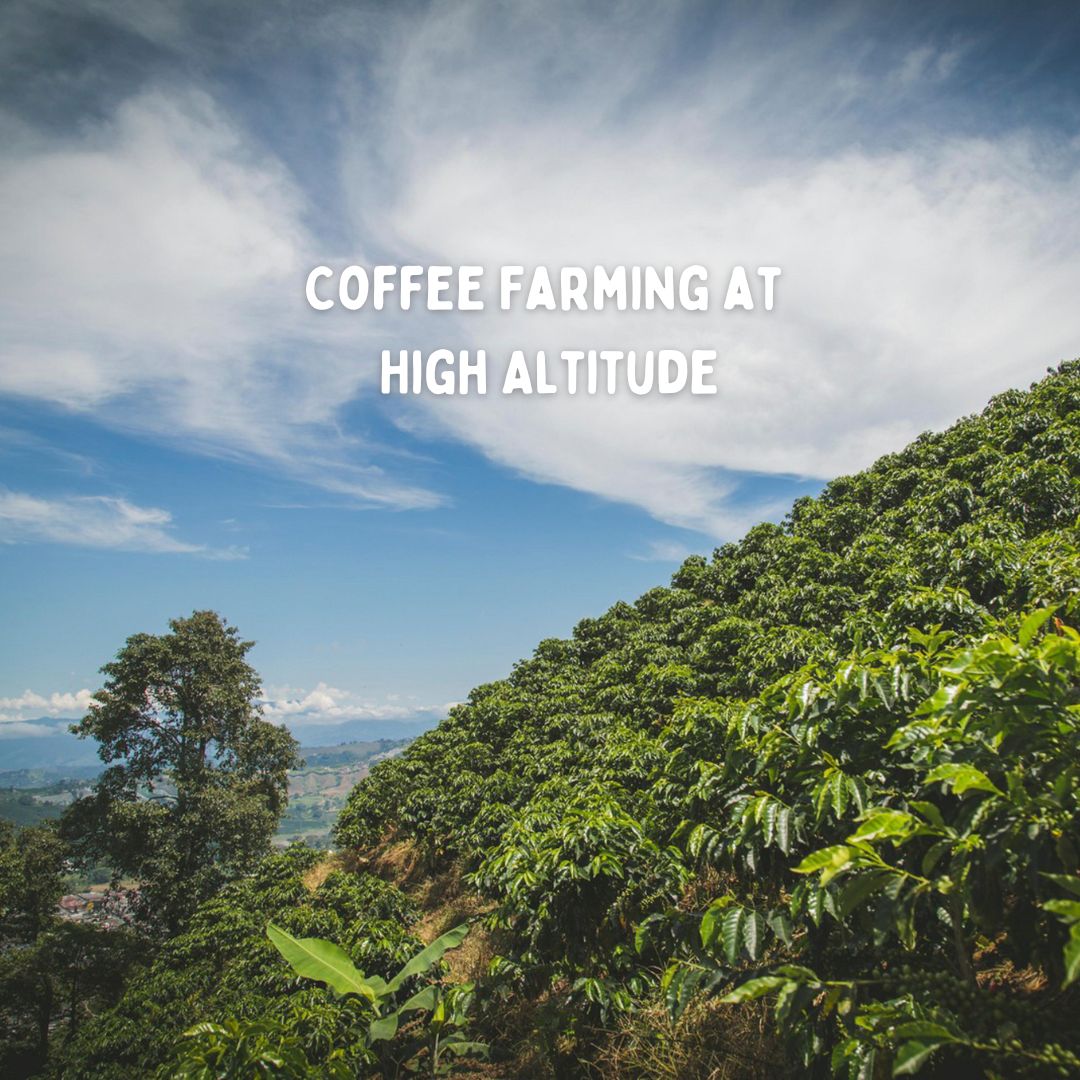 New Heights:  the Challenges and Benefits of Coffee Farming at High Altitude