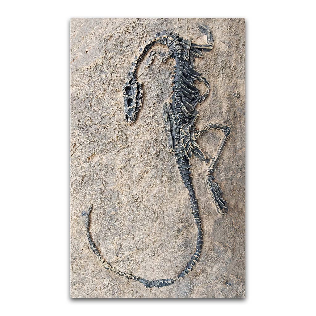 Dinosaur Fossils Dinosaur Rug 0622