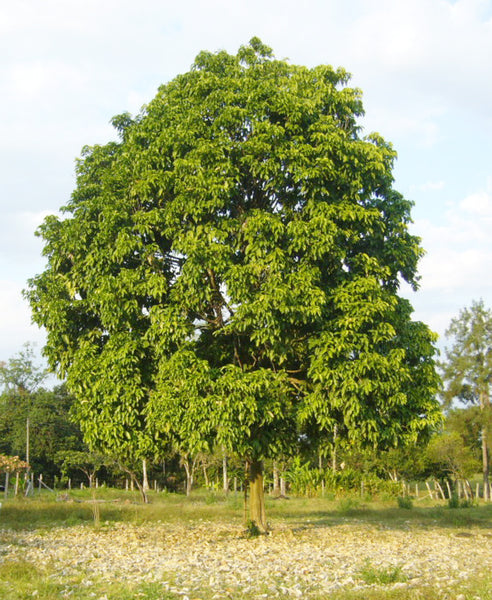 El árbol del cacay crece en el Amazonas y de sus frutos se obtiene un aceite facial regenerador y antiedad muy puro. El aceite de cacay o Kahai es uno de los ingredientes antiedad de los cosméticos naturales y veganos de Mila Bonis Cosmética Natural.