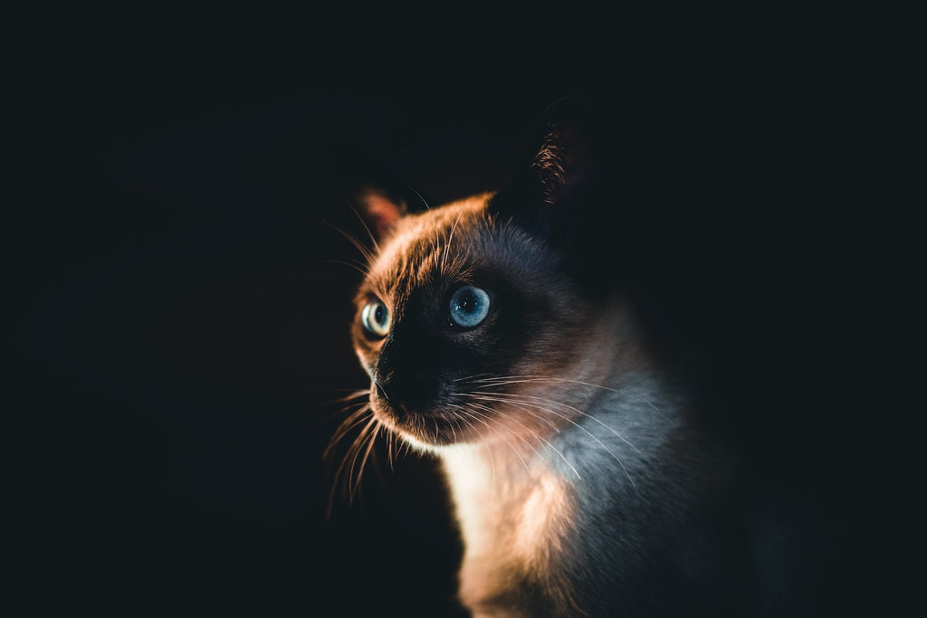 Can cats see in the dark?