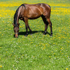 horse eating dandelions