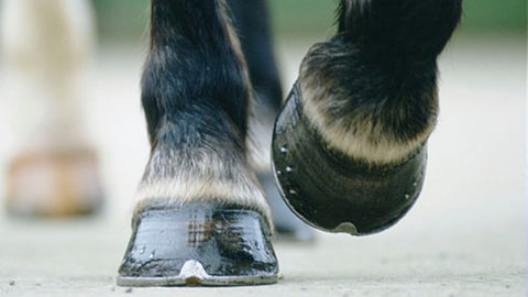 Hoof Care