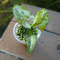 2x availRare Syngonium Confetti Tricolour established plants non tc Highly patterned!