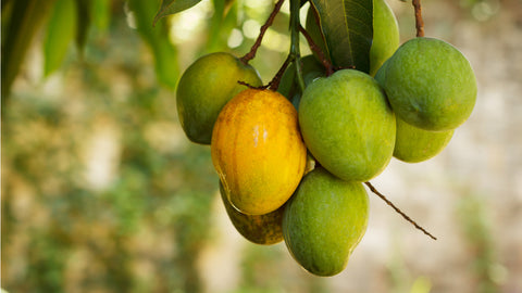 export quality mangoes