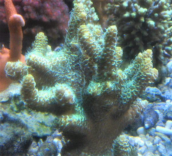 Acropora desalwii Violet/green AKA Purple berry