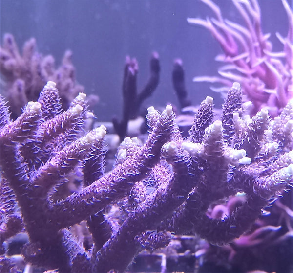 Acropora desalwii Violet/green AKA Purple berry