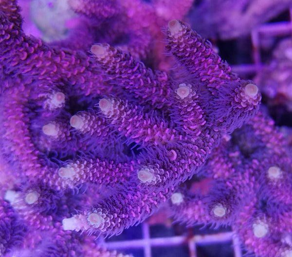 Acropora desalwii Violet/green AKA Purple berry