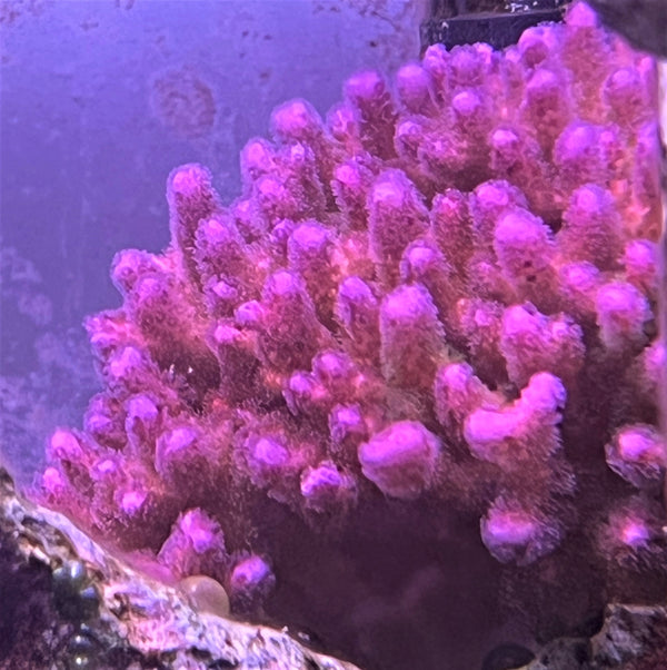 Acropora desalwii Violet/green AKA Purple berry