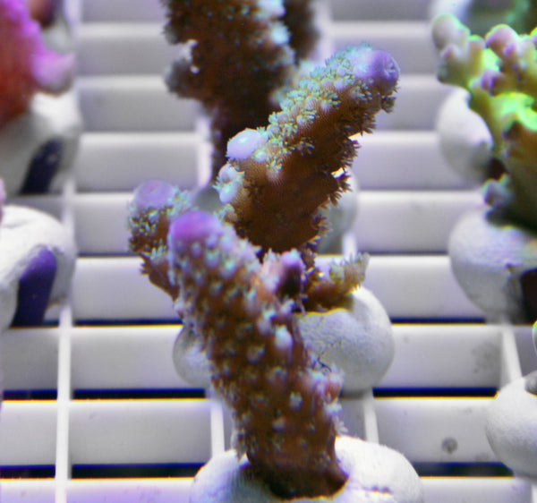 Acropora desalwii Violet/green AKA Purple berry