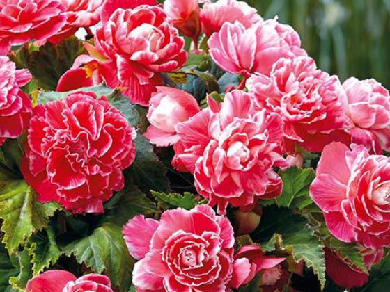 Begonia, knollbegonia camellia fylt rosa - pakke á 3 stk knoller |  