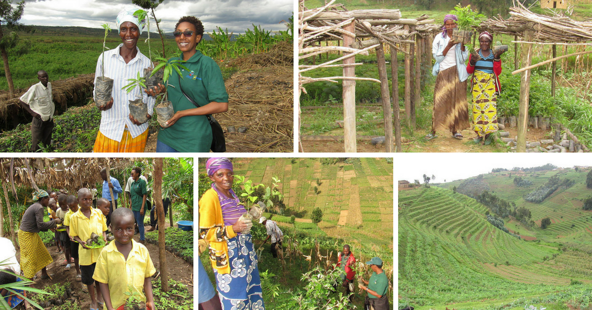 Rwanda tree planting