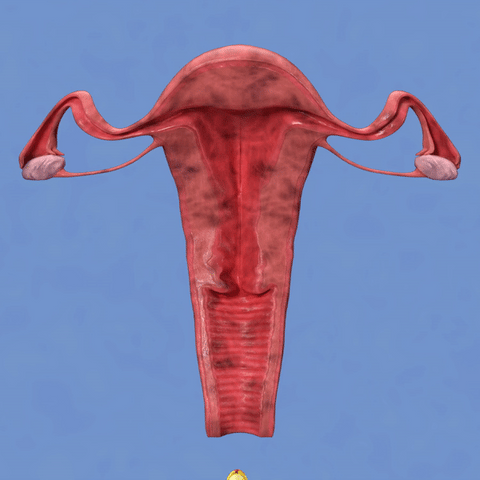 GIF 1.gif__PID:c2a4cf0b-6284-4b1c-8f36-c0b7a6141dbf