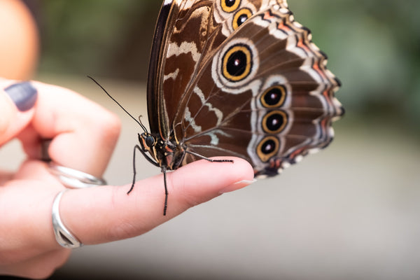 brown butterfly on a person's finger wearing fashion rings