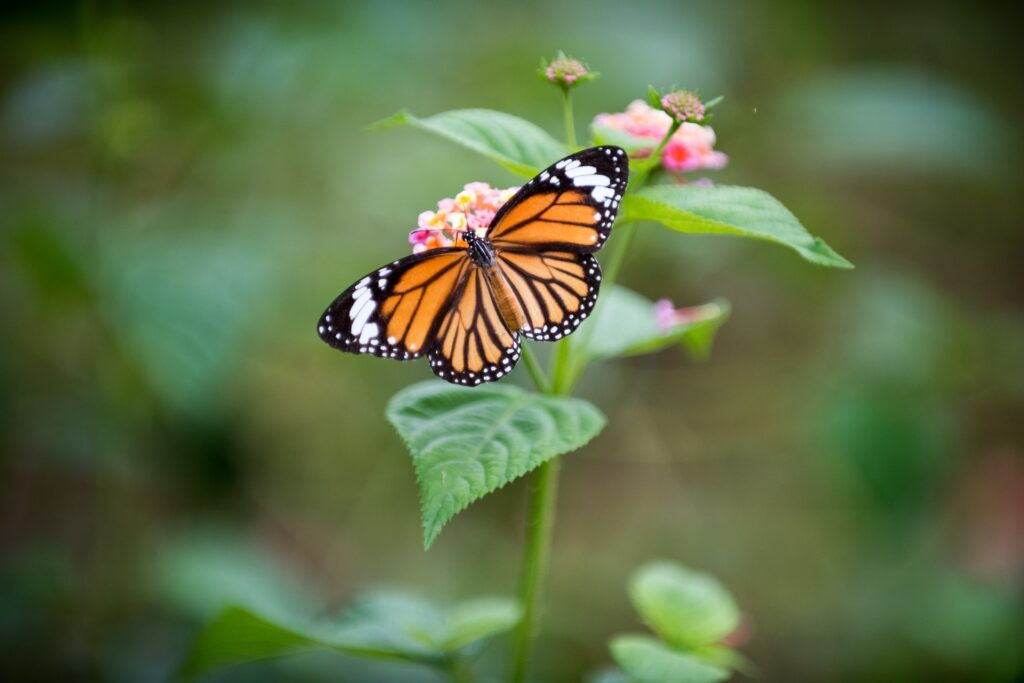beautiful monarch butterfly with its wings spread on top of a pink flower