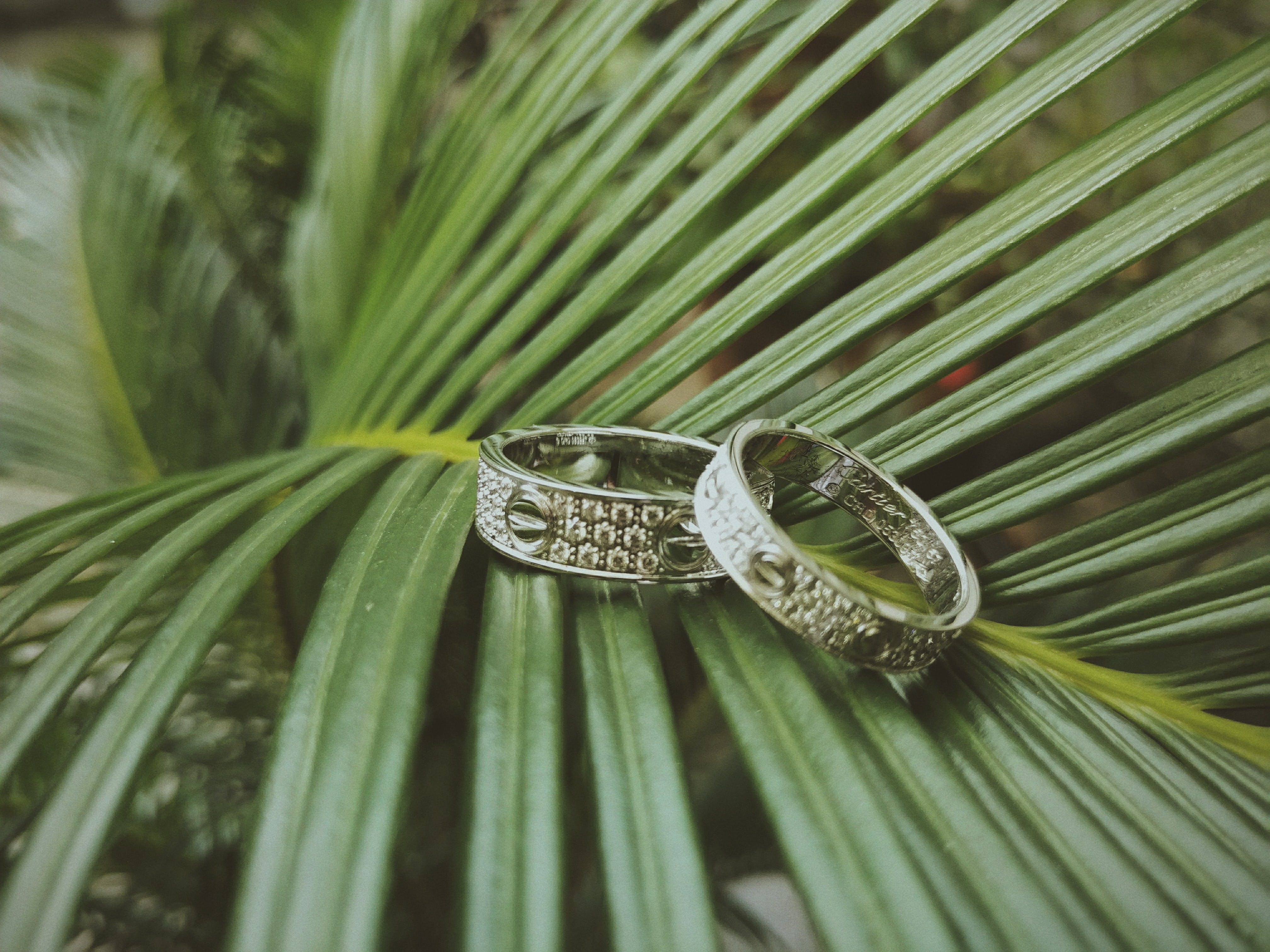 matching wedding bands for bride and groom on sago palm tree