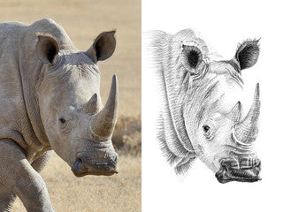 Tiere zeichnen lernen - Tierzeichnungen auf Basis von Fotos