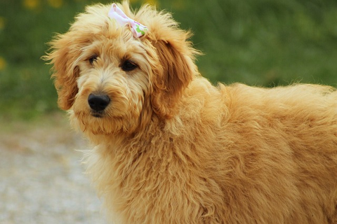 goldendoodle, dog, canine grooming tips for dog groomers