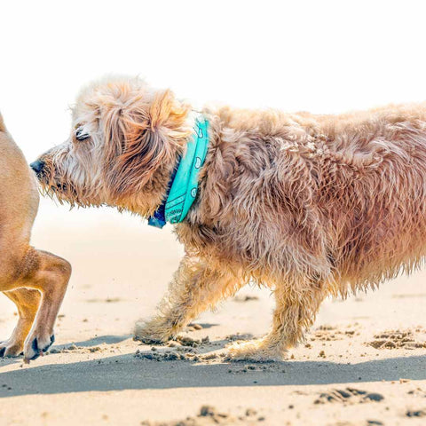 dog smelling other dog's butt