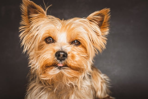 Cute Dog, interview with dog groomer