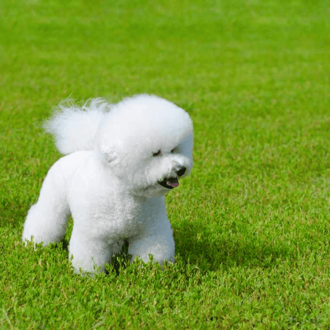 Bichon Frise dog, how to professionally get rid of stains on white dogs