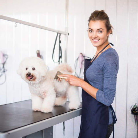 Bichon Frise groom