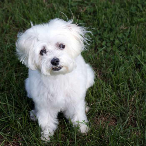 popular breeds of white dogs, Maltese dog