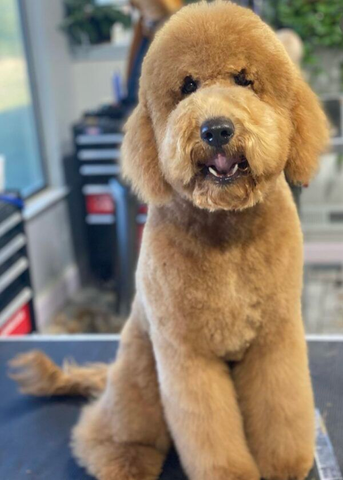 dog grooming, goldendoodle dog grooming for professionals