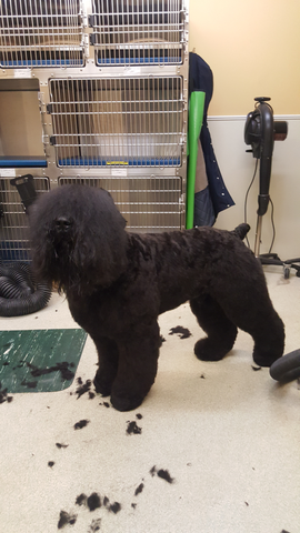 grooming dog, first groom of kent abel