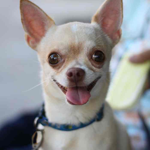 chihuahua dog