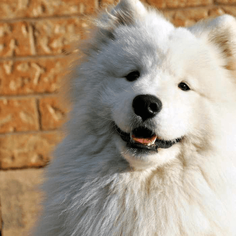 Samoyed, popular breeds of white dogs