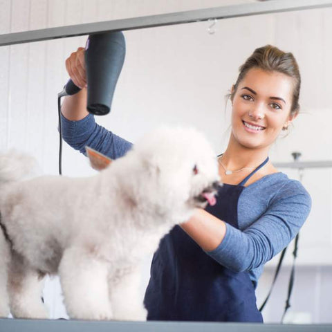 grooming Bichon Frise