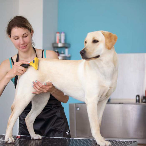 dog grooming certification, grooming course
