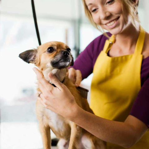 dog grooming business