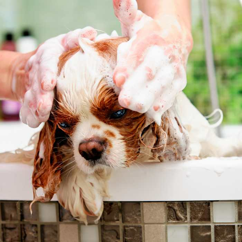 dog shampoo, how to select dog shampoo for professionals