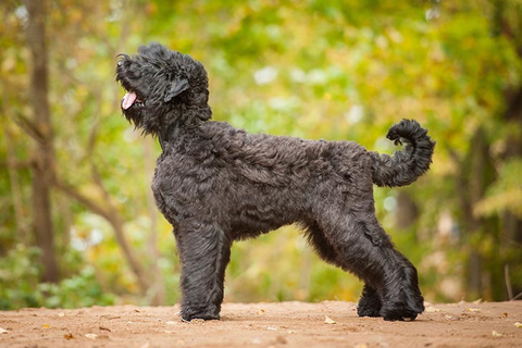 Black Russian terriers