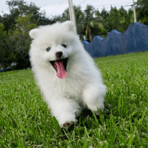 American Eskimo Dog, popular white dog breeds