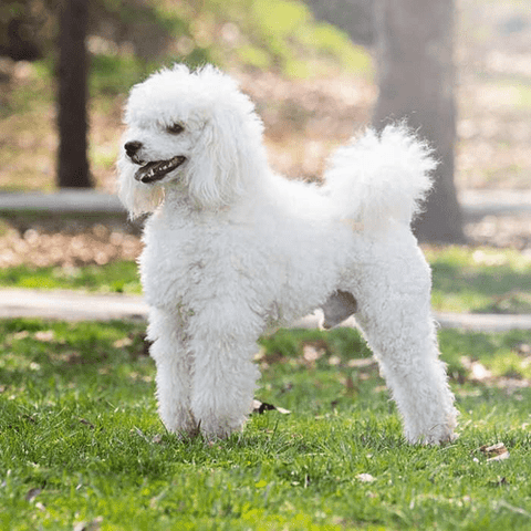 Poodle, popular white dogs