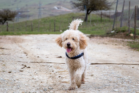 goldendoodle, dog, running, goldendoodle grooming guide for professional groomers