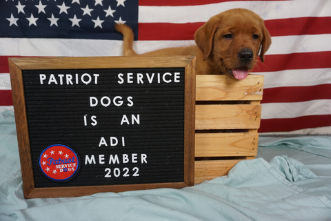 puppy in service dog training