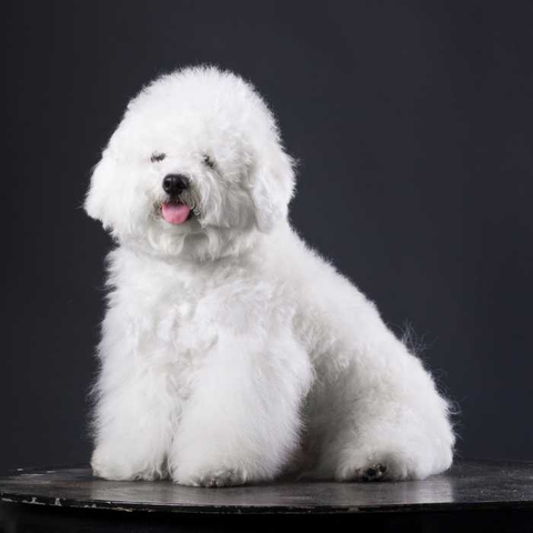 White Dog Breed, difference between white dogs and other dogs