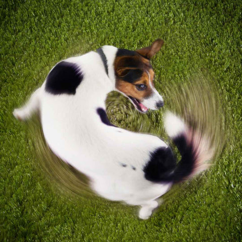 dog chasing tails