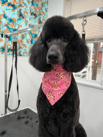 Alison Cole's favorite dog grooming picture of poodle
