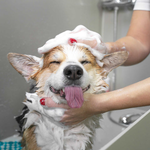 Anti-Itch Shampoo for Dogs