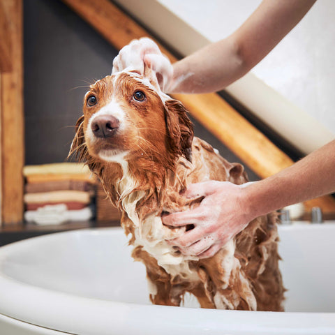 Anti Itch Shampoo for Dogs