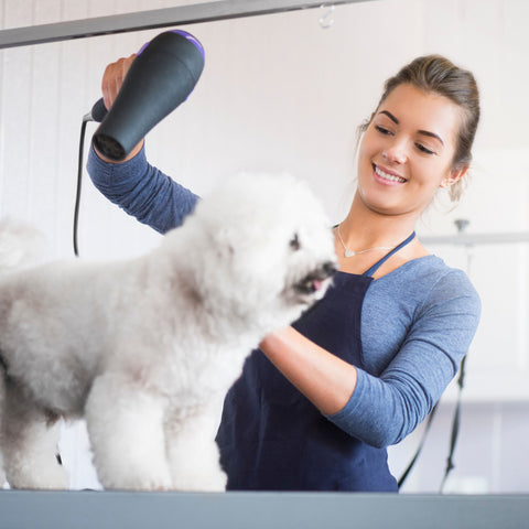 Bichon Frise Guide, Dog Groomers Guide