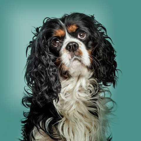 Cavalier King Charles Spaniel Coat Types