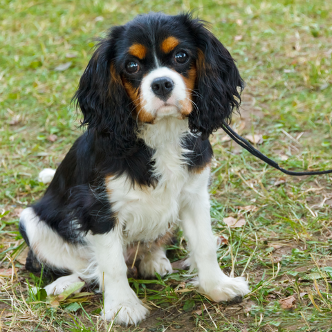 Cavalier King Charles Spaniel Common Grooming Challenges